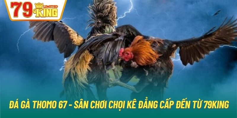 Đá Gà Thomo 67 - Sân Chơi Chọi Kê Đẳng Cấp Đến Từ 79King