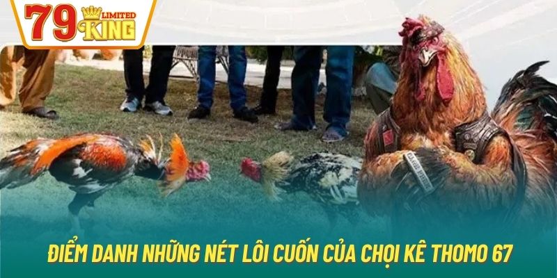 Điểm danh những nét lôi cuốn của chọi kê Thomo 67