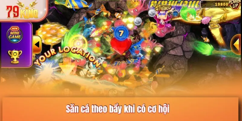 Săn cá theo bầy khi có cơ hội